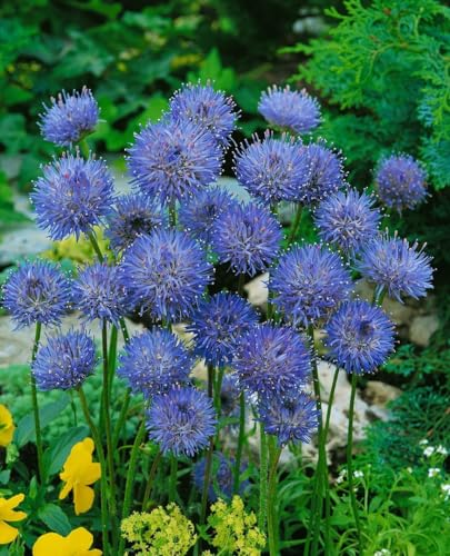 Jasione laevis 'Blaulicht' ca. 9x9 cm Topf - Sandrapunzel, leuchtend blaue Blüten, Blütezeit Juni-August, ideal für Steingärten, bienenfreundlich, pflegeleicht von PlantaPro