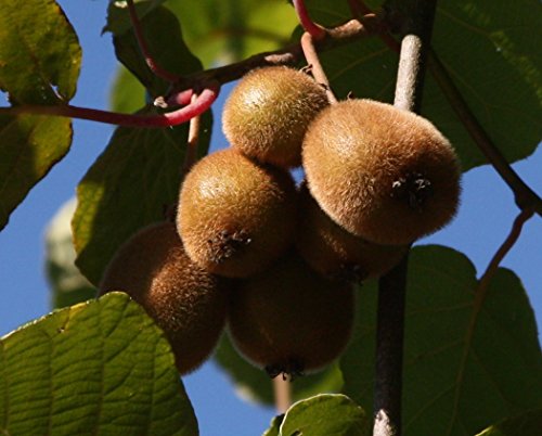 Jenny Kiwi selbstfruchtbar, Kiwistrauch Busch, Actinidia arguta, Obstbaum winterhart, Kiwi braun, im Topf, 60 - 100 cm von PlantaPro