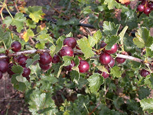 Jostabeere Ribes x nidigrolaria Beerenobst Gartenpflanze als Busch 40-60cm von PlantaPro