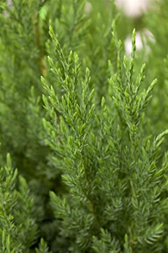 Juniperus chin.'Stricta' 5L 40-50 Blauer Kegel-Mooswacholder 'Stricta',winterhart, deutsche Baumschulqualität, im Topf für optimales anwachsen von PlantaPro