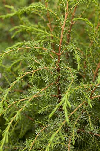 Juniperus com.'Hibernica' 3L 40-60 Irischer Säulenwacholder 'Hibernica',winterhart, deutsche Baumschulqualität, im Topf für optimales anwachsen von PlantaPro