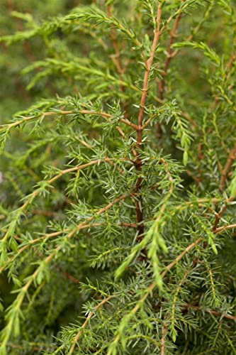 Juniperus communis 'Hibernica' 40-60 cm - Säulenwacholder, immergrün, ideal für Hecken und Kübel, pflegeleicht, winterhart Juniperus communis 'Hibernica' 40-60 cm - Säulenwacholder, immergrün, ideal für Hecken und Kübel, pflegeleicht, winterhart von PlantaPro