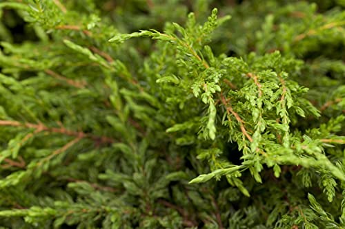 Juniperus com.'Repanda' 2L 20-30 Kriechender Wacholder 'Repanda',winterhart, deutsche Baumschulqualität, im Topf für optimales anwachsen von PlantaPro