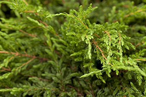 Juniperus com.'Repanda' 5L 30-40 Kriechender Wacholder 'Repanda',winterhart, deutsche Baumschulqualität, im Topf für optimales anwachsen von PlantaPro