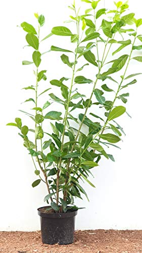 Kirschlorbeer Heckenpflanzen immergrün Sichtschutz Prunus lauroc.'Novita' im Topf gewachsen 100-120cm (5 Stück) von PlantaPro