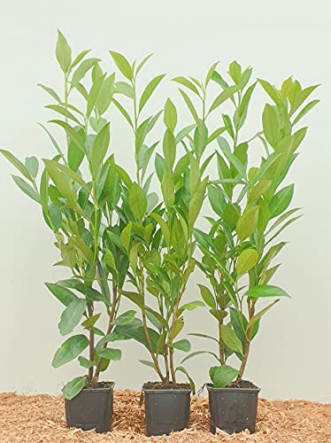 Kirschlorbeer Heckenpflanzen immergrün Sichtschutz Prunus lauroc im Topf gewachsen 20-40cm (100 Stück) von PlantaPro