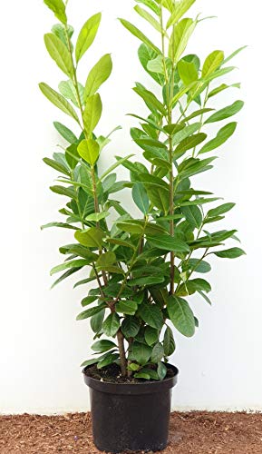 Kirschlorbeer Heckenpflanzen immergrün Sichtschutz Prunus lauroc.'Novita' im Topf gewachsen 80-100cm (5 Stück) von PlantaPro