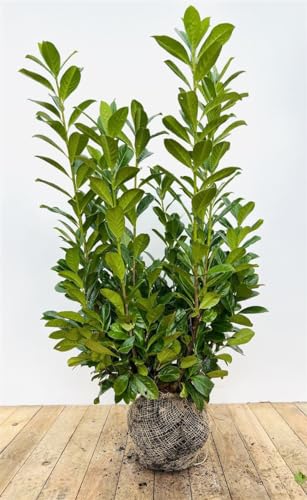 Kirschlorbeer Prunus lauroc. Novita' immergrüne Hecke 100-120 cm, kräftig, winterhart, 2 Stück pro Meter von PlantaPro