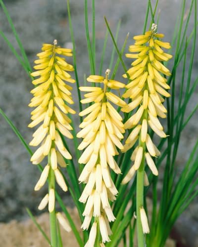 Kniphofia uvaria 'Little Maid' P1 - Fackellilie, Winterhart & Mehrjährig, Blüte Gelb-Weiß, Gartenstaude für Beet & Kübel von PlantaPro