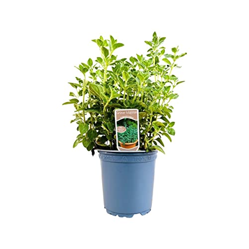 Diverse Kräuter-Arten ‘Küchenkräuter-Mix’ 11x11 cm Topf – Pflegeleicht – Küchenkräuter – Topfpflanze für Fensterbank & Balkon von PlantaPro