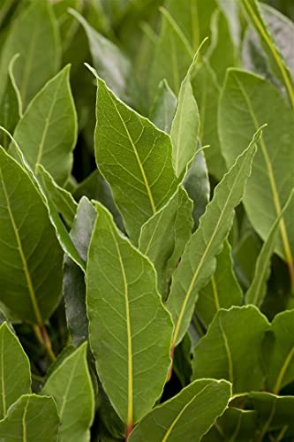 Küchenkräuter Gartenkräuter ca. 11x11 cm Topf - Frische Kräuter für die Küche, ideal für Fensterbank und Balkon, pflegeleicht und vielseitig verwendbar von PlantaPro