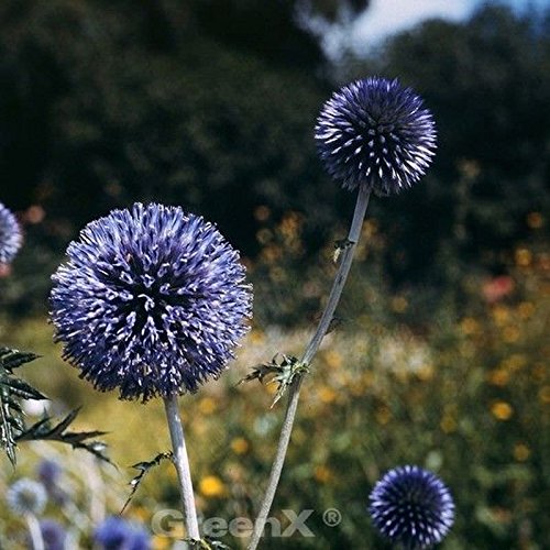 Kugeldistel Blue Glow - Echinops bannaticus von PlantaPro