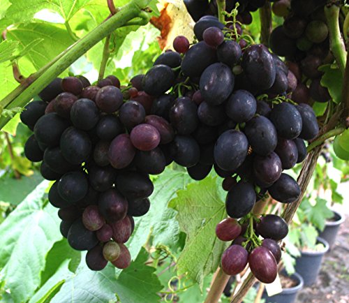 Kyoho Weinrebe, Obststrauch Busch, Vitis vinifera, Weinrebe winterhart, Tafeltraube blau, im Topf, 60 - 100 cm Kyoho Weinrebe, Obststrauch Busch, Vitis vinifera, Weinrebe winterhart, Tafeltraube blau, im Topf, 60 - 100 cm von PlantaPro