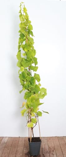 Lakemont Weintraube - Vitis vinifera, kernlose Tafeltraube, 5L Topf, robust & winterhart, 100-125cm Rebstöcke von PlantaPro