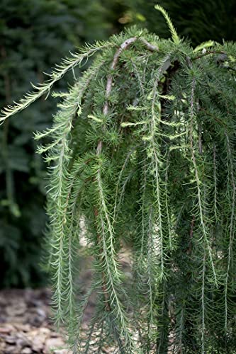 Larix kaempferi 'Pendula' C 7,5 125-150 Japanische Hänge-Lärche 'Pendula',winterhart, deutsche Baumschulqualität, im Topf für optimales anwachsen von PlantaPro