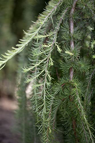 Larix kaempferi 'Stiff Weeper' Sta C 10 Krone mehrj. Sth. 120- Hänge-Lärche 'Stiff Weeper',winterhart, deutsche Baumschulqualität, im Topf für optimales anwachsen von PlantaPro