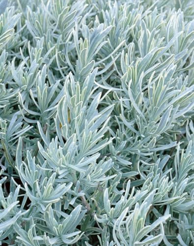Lavandula angustifolia 'Silver Mist' ca. 9x9 cm Topf - Lavendel, silberne Blätter, Blütezeit Juni-August, ideal für Duftgärten, bienenfreundlich, pflegeleicht Lavandula angustifolia 'Silver Mist' ca. 9x9 cm Topf - Lavendel, silberne Blätter, Blütezeit Juni-August, ideal für Duftgärten, bienenfreundlich, pflegeleicht von PlantaPro
