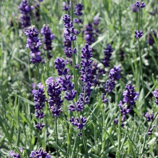 Lavendel 'Hidcote Blue' - Lavandula angustifolia 'Hidcote Blue' - Duftpflanze von PlantaPro