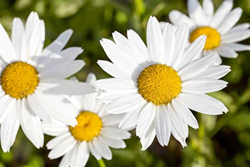 Leucanthemum vulgare P 0,5 Kleine Margerite,winterhart, deutsche Baumschulqualität, im Topf für optimales anwachsen von PlantaPro