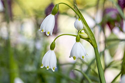 Leucojum aestivum 'Gravetye Giant' P 1 Sommer-Knotenblume 'Gravety Giant',winterhart, deutsche Baumschulqualität, im Topf für optimales anwachsen von PlantaPro