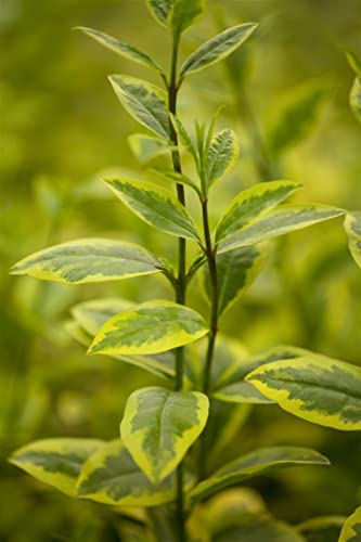 Ligustrum ovalifolium 'Aureum' C 40-60 Goldliguster 'Aureum',winterhart, deutsche Baumschulqualität, im Topf für optimales anwachsen von PlantaPro