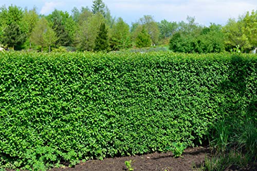 Ligustrum vulgare 'Atrovirens' 15–25 cm – Winterhart, Mehrjährig, Pflegeleicht – Liguster – Heckenpflanze für Garten & Sichtschutz Ligustrum vulgare 'Atrovirens' 15–25 cm – Winterhart, Mehrjährig, Pflegeleicht – Liguster – Heckenpflanze für Garten & Sichtschutz von PlantaPro