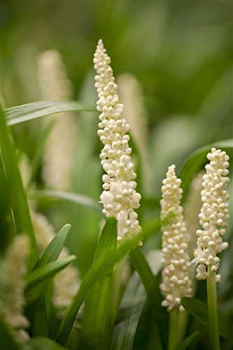 Liriope muscari 'Monroe White' P 0,5 Garten-Glöckchentraube 'Monroe White',winterhart, deutsche Baumschulqualität, im Topf für optimales anwachsen von PlantaPro