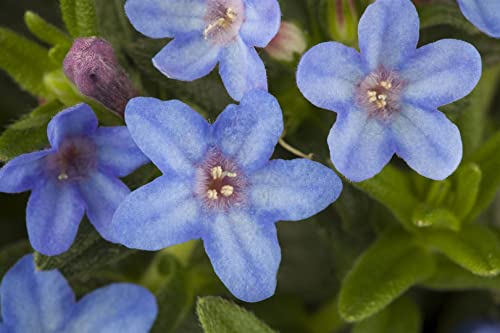 Lithodora diffusa 'Heavenly Blue' P 0,5 Garten-Scheinsteinsame 'Heavenly Blue',winterhart, deutsche Baumschulqualität, im Topf für optimales anwachsen von PlantaPro
