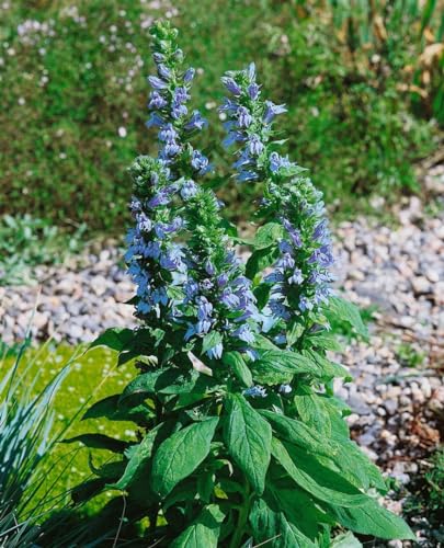 Lobelia siphilitica 'Blaue Auslese' ca. 9x9 cm Topf - Blaue Lobelie, leuchtend blaue Blüten, Blütezeit Juli-September, ideal für feuchte Standorte, bienenfreundlich Lobelia siphilitica 'Blaue Auslese' ca. 9x9 cm Topf - Blaue Lobelie, leuchtend blaue Blüten, Blütezeit Juli-September, ideal für feuchte Standorte, bienenfreundlich von PlantaPro