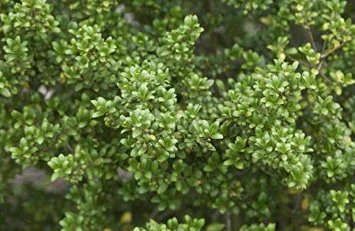 Löffel-Ilex Heckenpflanze Ilex crenata 'Convexa' im Topf gewachsen (10-15cm) von PlantaPro