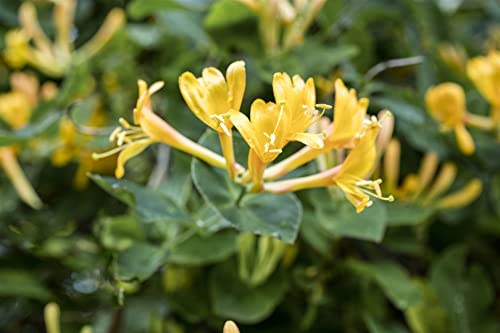 Lonicera heckrottii 2L 60-100 Feuer-Geißschlinge,winterhart, deutsche Baumschulqualität, im Topf für optimales anwachsen von PlantaPro