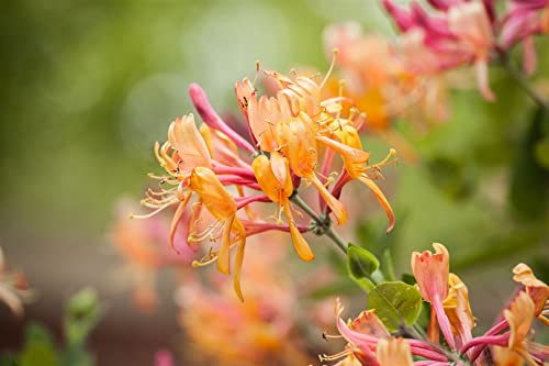 Lonicera henryi 3L 80-100 Immergrüne Geißschlinge,winterhart, deutsche Baumschulqualität, im Topf für optimales anwachsen von PlantaPro