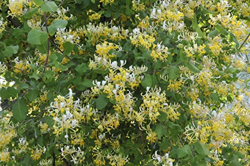 Lonicera japonica 'Halliana' 2L 60-100 Gelbbunte Geißschlinge 'Halliana',winterhart, deutsche Baumschulqualität, im Topf für optimales anwachsen von PlantaPro