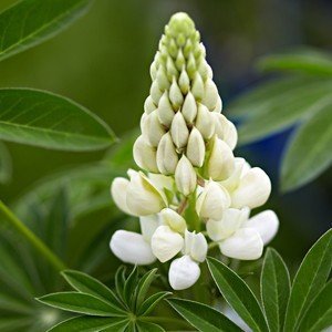 Lupinus polyphyllus 'Fräulein' – Winterhart, Mehrjährig, Pflegeleicht – Lupine – Zierstaude für Beet & Garten Lupinus polyphyllus 'Fräulein' – Winterhart, Mehrjährig, Pflegeleicht – Lupine – Zierstaude für Beet & Garten von PlantaPro
