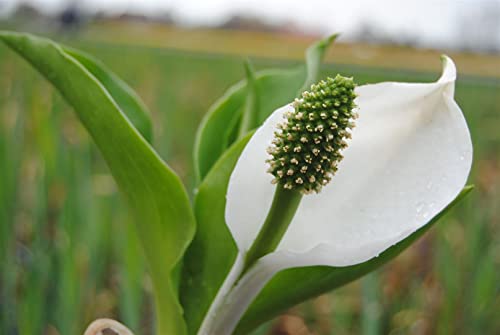 Lysichiton camtschatcensis P 1 Weiße Scheinkalla,winterhart, deutsche Baumschulqualität, im Topf für optimales anwachsen von PlantaPro