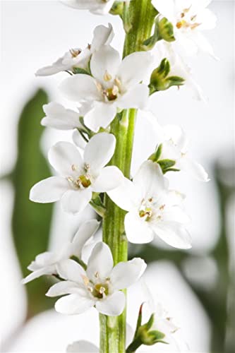 Lysimachia clethroides P 0,5 Schnee-Felberich,winterhart, deutsche Baumschulqualität, im Topf für optimales anwachsen von PlantaPro