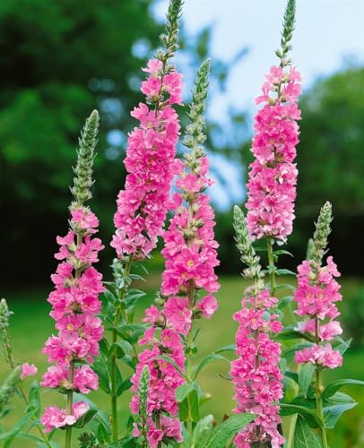 Lythrum salicaria 'Blush' P1 - Blutweiderich Staude, Rosa Blüten, Bienenfreundlich, Wasserpflanze, Garten & Teich, Winterhart von PlantaPro