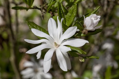 Magnolia stellata Sternmagnolie, Winterhart & Duftend, Zierstrauch C3 Topf, 40-60cm Blühfertig von PlantaPro