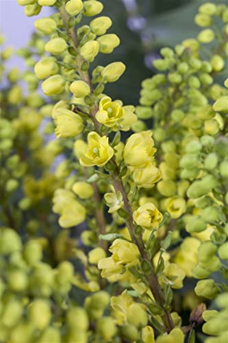 Mahonia media 'Winter Sun' C 7,5 60-80 Mahonie 'Winter Sun',winterhart, deutsche Baumschulqualität, im Topf für optimales anwachsen von PlantaPro