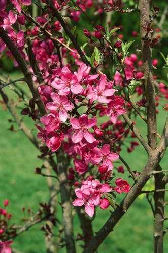 Malus 'Cardinal' 60-100 cm - Zierapfel, rote Blüten, Blütezeit April-Mai, ideal für kleine Gärten, bienenfreundlich, winterhart von PlantaPro