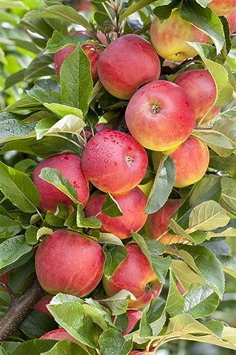 Malus 'Elstar' CAC 5 L Terrassenobst 40- Apfel 'Elstar',winterhart, deutsche Baumschulqualität, im Topf für optimales anwachsen von PlantaPro