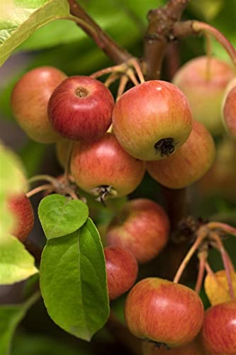 Malus 'Evereste' -R- CAC 5L 60-100 Zierapfel 'Evereste'®,winterhart, deutsche Baumschulqualität, im Topf für optimales anwachsen von PlantaPro