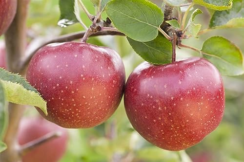 Malus 'Jonagold' CAC 5 L Terrassenobst 40- Apfel 'Jonagold',winterhart, deutsche Baumschulqualität, im Topf für optimales anwachsen von PlantaPro