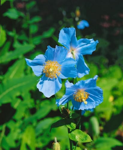 Meconopsis betonicifolia ca. 9x9 cm Topf - Blauer Scheinmohn, himmelblaue Blüten, Blütezeit Mai-Juli, ideal für schattige Beete, pflegeleicht Meconopsis betonicifolia ca. 9x9 cm Topf - Blauer Scheinmohn, himmelblaue Blüten, Blütezeit Mai-Juli, ideal für schattige Beete, pflegeleicht von PlantaPro