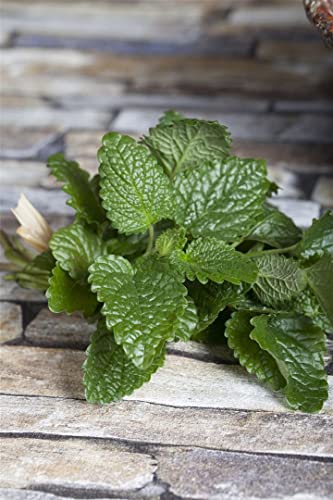 Melissa officinalis ca. 9x9 cm Topf - Zitronenmelisse, aromatische Blätter, ideal für Tee und Küche, bienenfreundlich, pflegeleicht, winterhart von PlantaPro