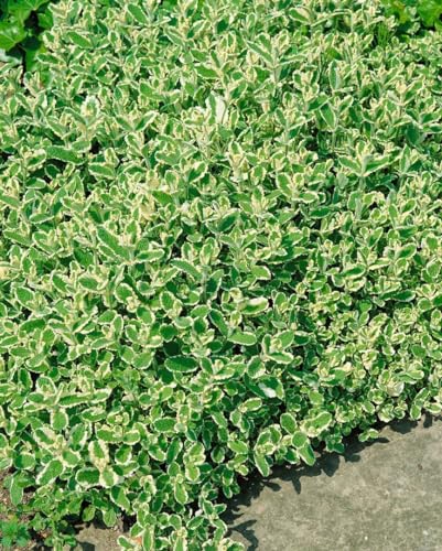 Mentha x rotundifolia 'Variegata' ca. 9x9 cm Topf - Bunte Minze, grün-weiße Blätter, ideal für Kräutergärten, aromatisch, pflegeleicht von PlantaPro