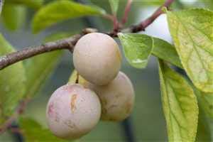 Mirabelle Obstbaum Prunus domestica subsp. Syriaca 'von Nancy' 150-200cm im Topf gewachsen von PlantaPro