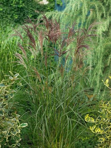 Miscanthus sinensis 'Dread Locks' ca. 11x11 cm Topf - Chinaschilf, dekorative Blütenstände, ideal für Rabatten, winterhart, pflegeleicht Miscanthus sinensis 'Dread Locks' ca. 11x11 cm Topf - Chinaschilf, dekorative Blütenstände, ideal für Rabatten, winterhart, pflegeleicht von PlantaPro