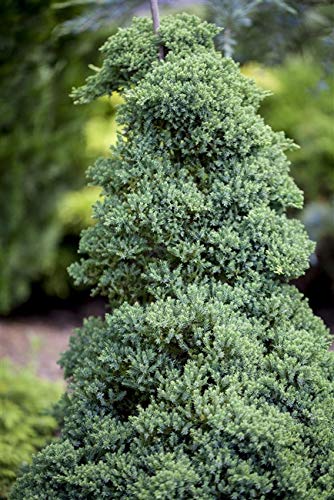 Niederer Zwergwacholder Juniperus procumbens 'Nana' im Topf gewachsen ca. 20-30cm von PlantaPro