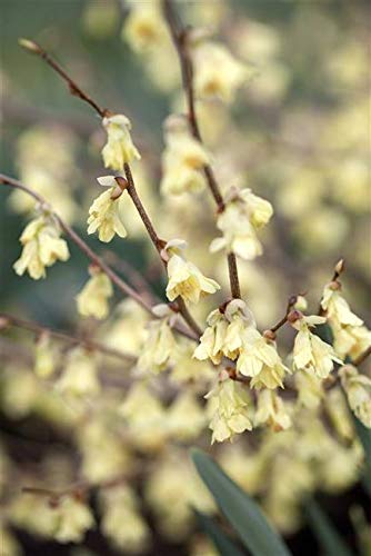 Niedrige Scheinhasel Corylopsis pauciflora Gartenpflanze im Topf gewachsen ca. 40-60cm von PlantaPro